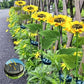 🌻 Realistic & Weatherproof | 2026 Hot Sale Solar Sunflower | IP65 Outdoor Decor ✨【50% OFF】